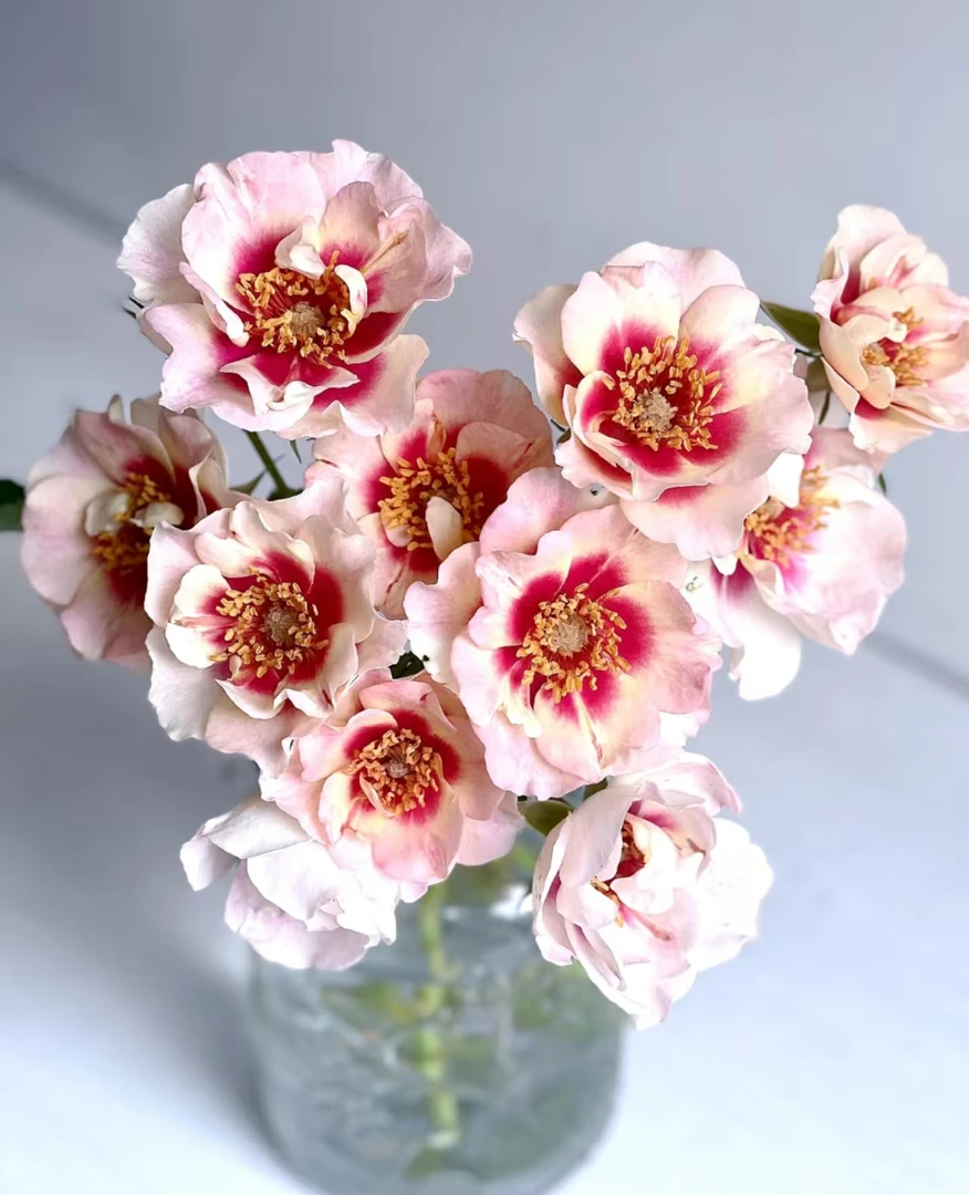 S18中大苗原盆原土【公牛眼睛】庭院盆栽地载四季开花月季