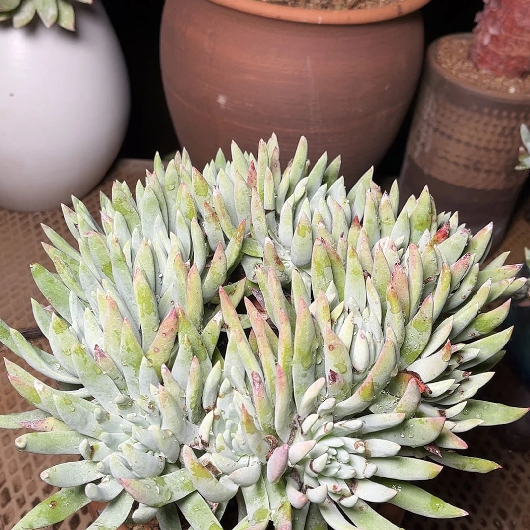 9794奥罗拉仙女杯多肉