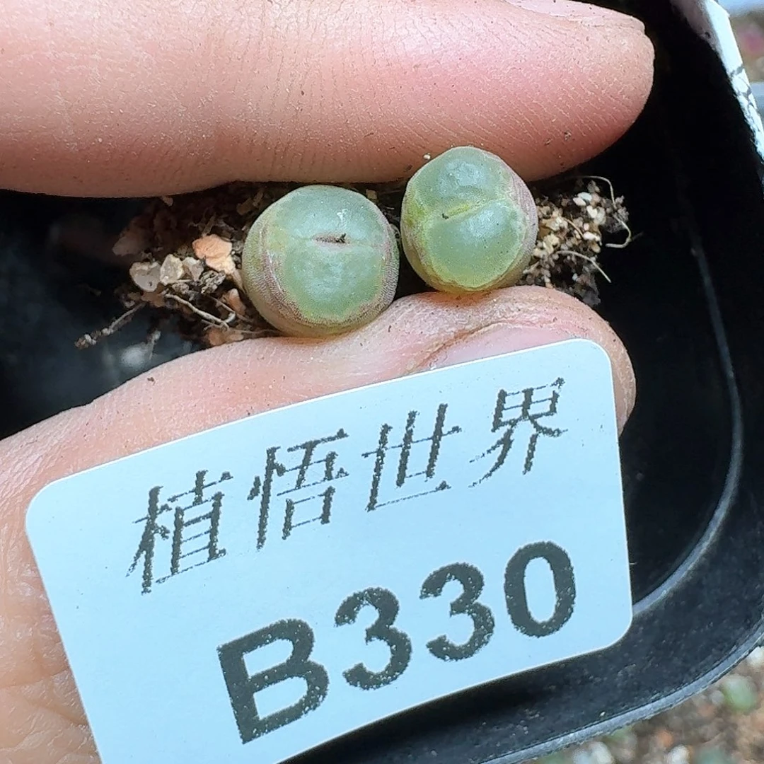 330盒多肉植物哇f f