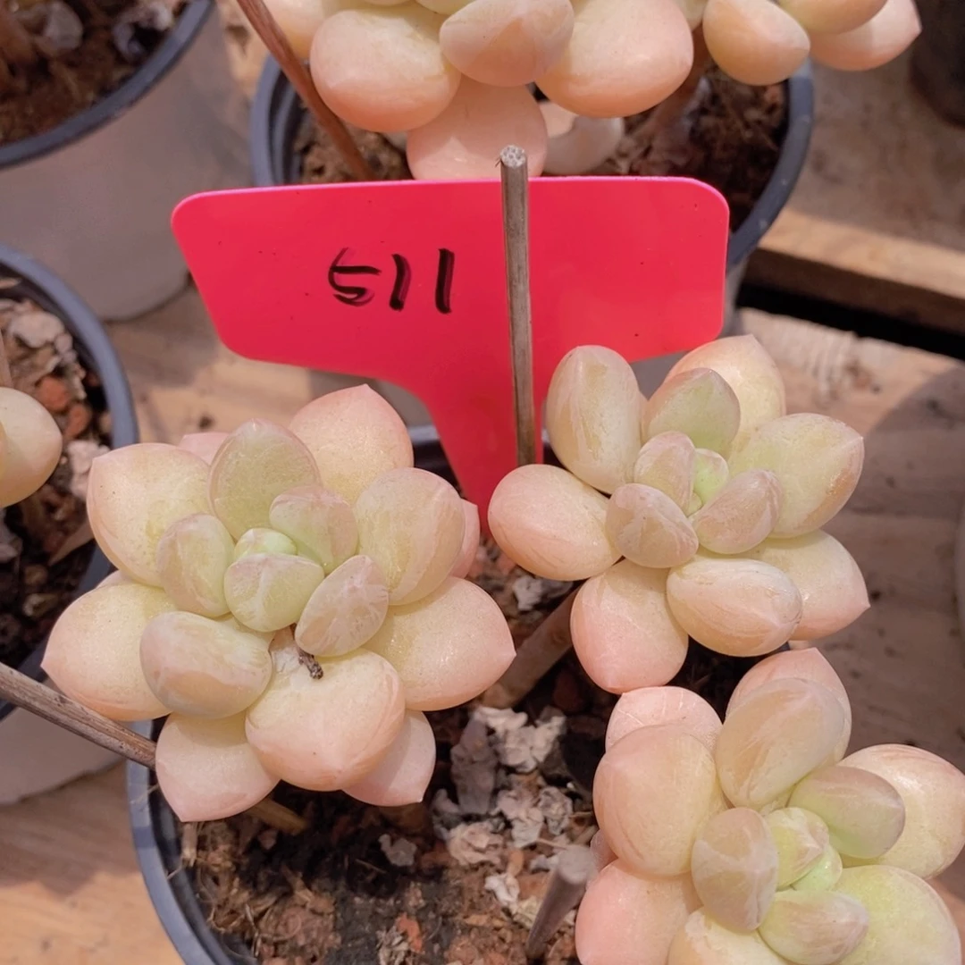 开心多肉一物一拍