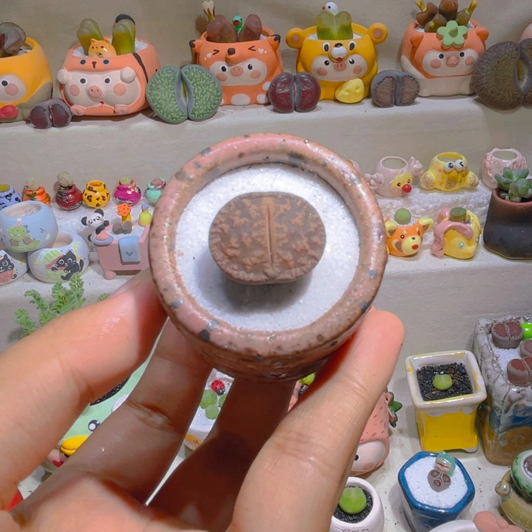 072黑变天带盆带土手工盆
