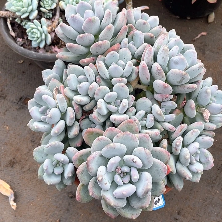 663咖啡美人 一物一拍多肉