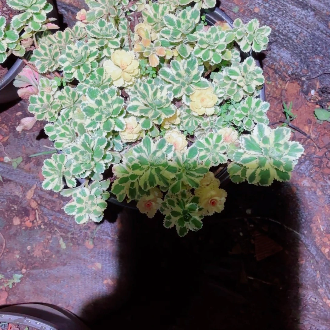 云南多肉植物亚特兰蒂斯