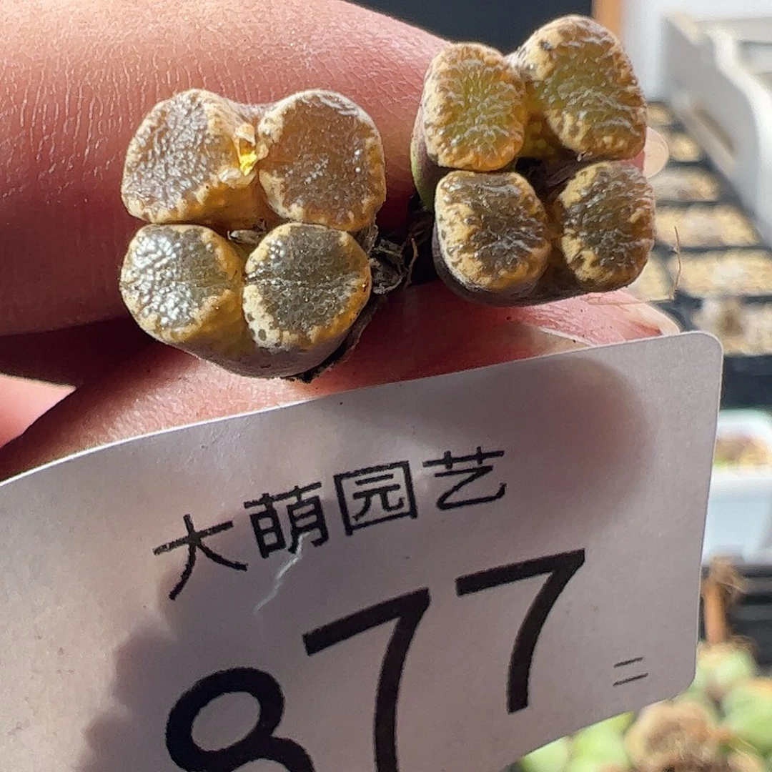 一物一拍默认微瑕。  877