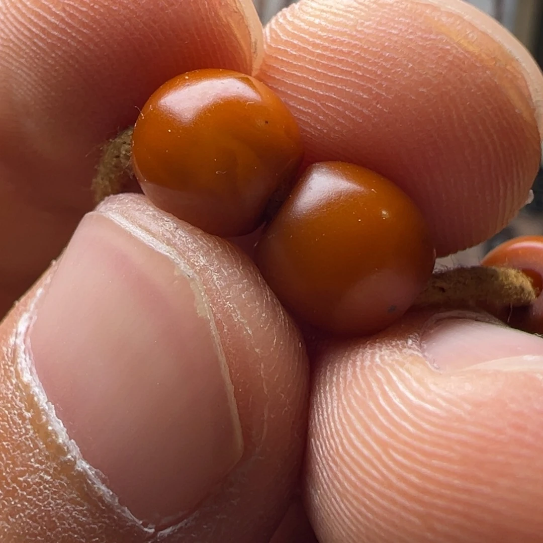 琥珀颈饰未镶嵌蜜蜡