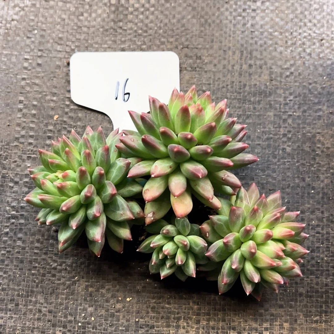 略*略16（f g g b b n