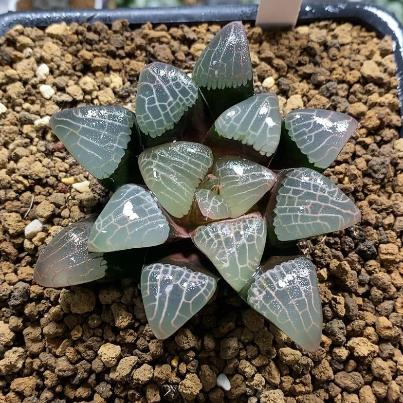 【闪购商品】392实生