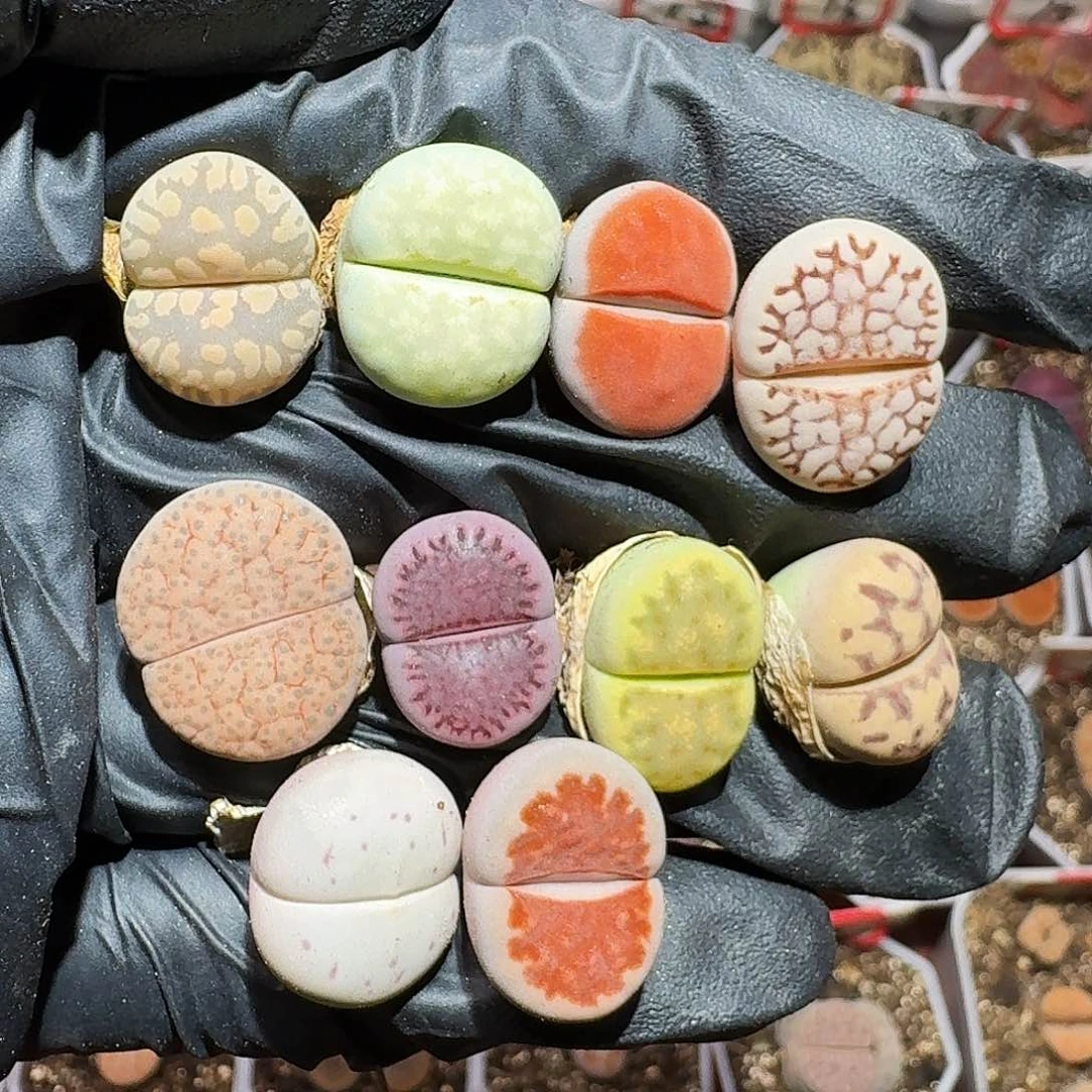 生石花2333:：。   69