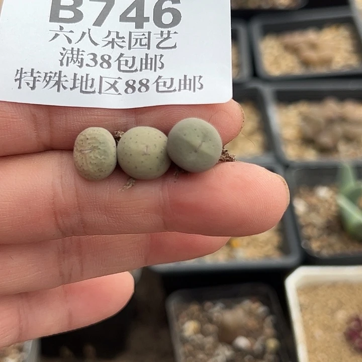 无花朵746号特价奶油嘴3个