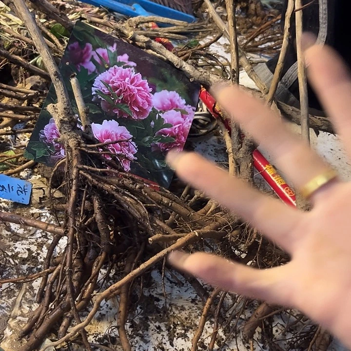 花王2个枝111111111