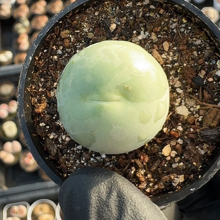 生石花1111。   327