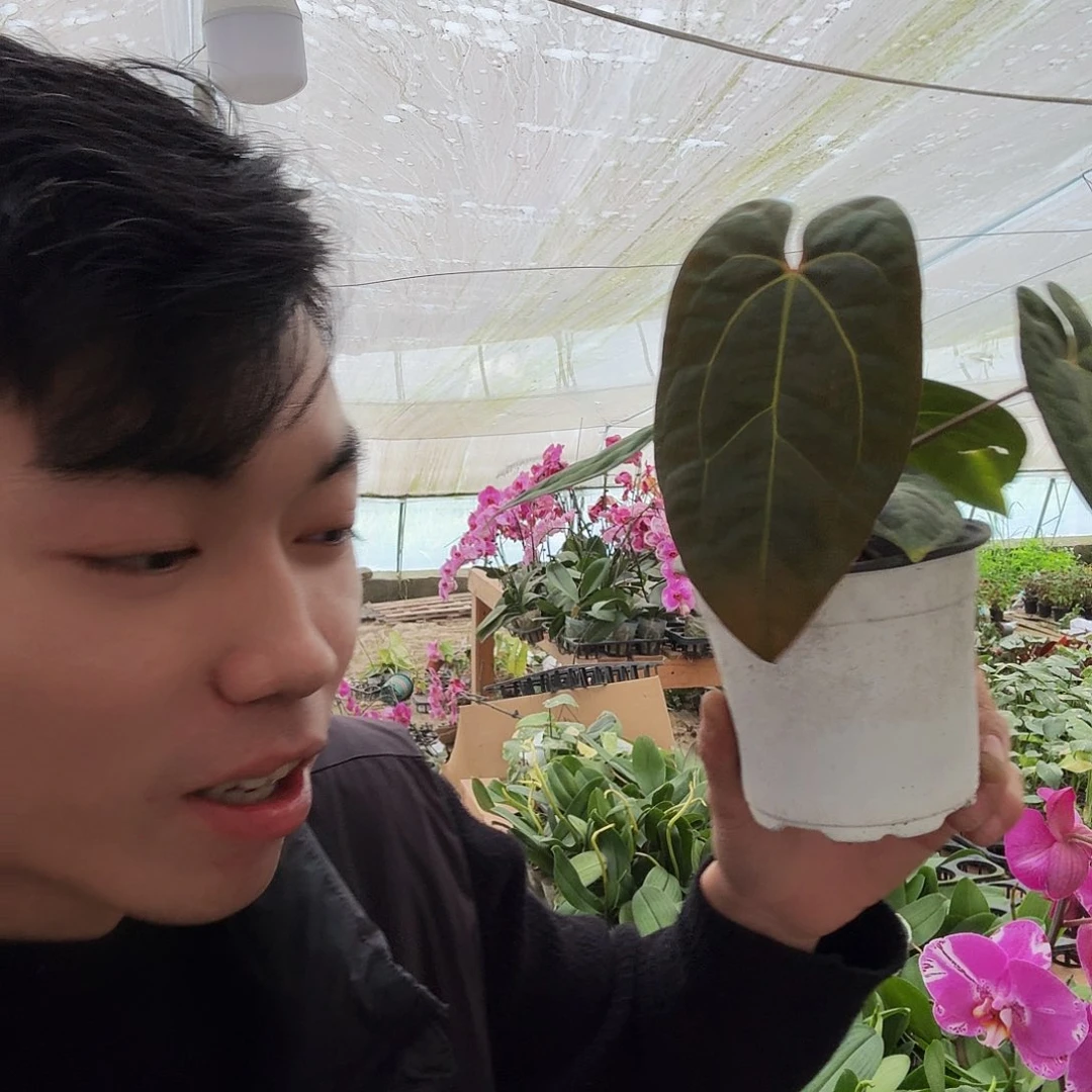 完全开放黑凤凰花烛一棵