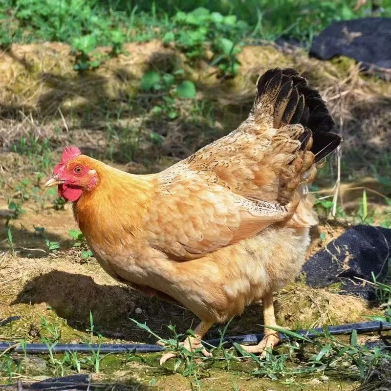 【淮南草鸡三只】单只三斤左右发货 漂亮美味整鸡好吃不贵安徽发货