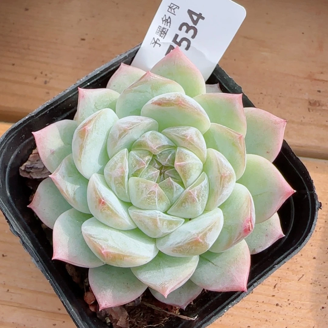 凝脂，7534多肉植物