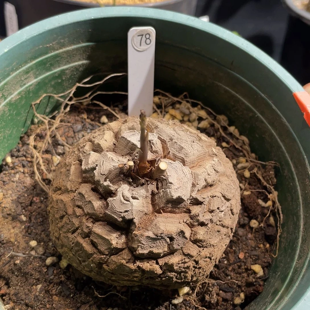 78号龟甲龙不退不换