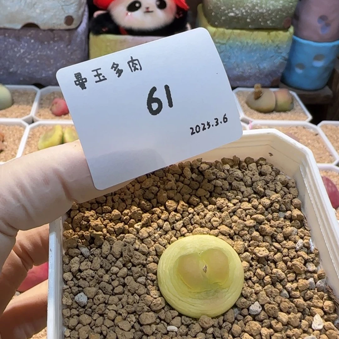 ?****欧多肉多肉多肉3.6-061。。