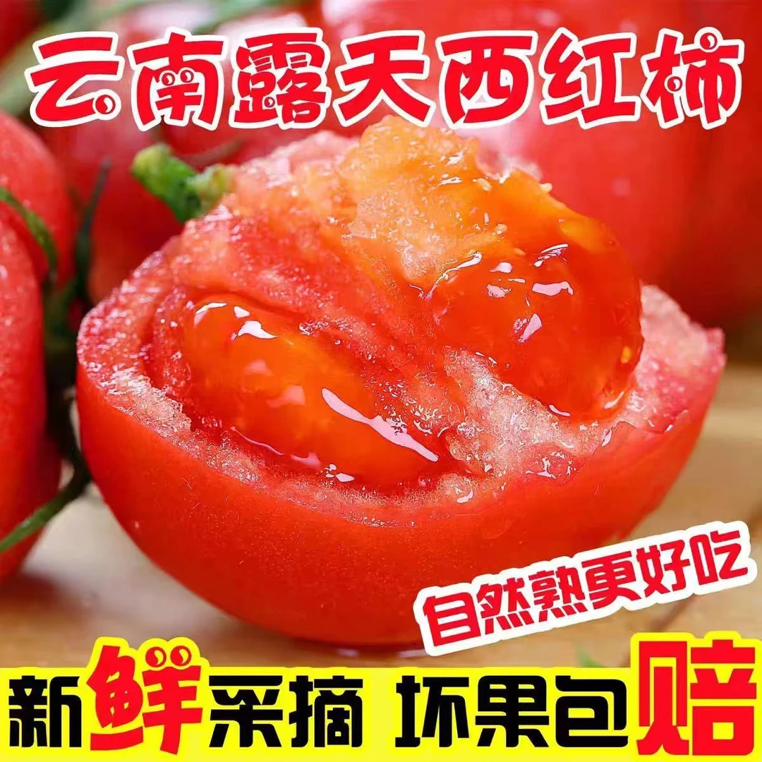 番茄正宗露天种植沙瓤番茄生吃西红柿当季新鲜番茄沙瓤西红柿5斤