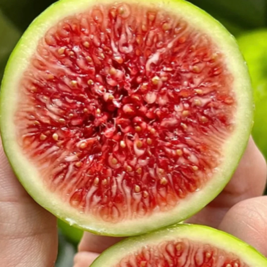 【顺丰速运冷链】四川斯特拉现摘青皮无花果软糯香甜（坏果包赔）