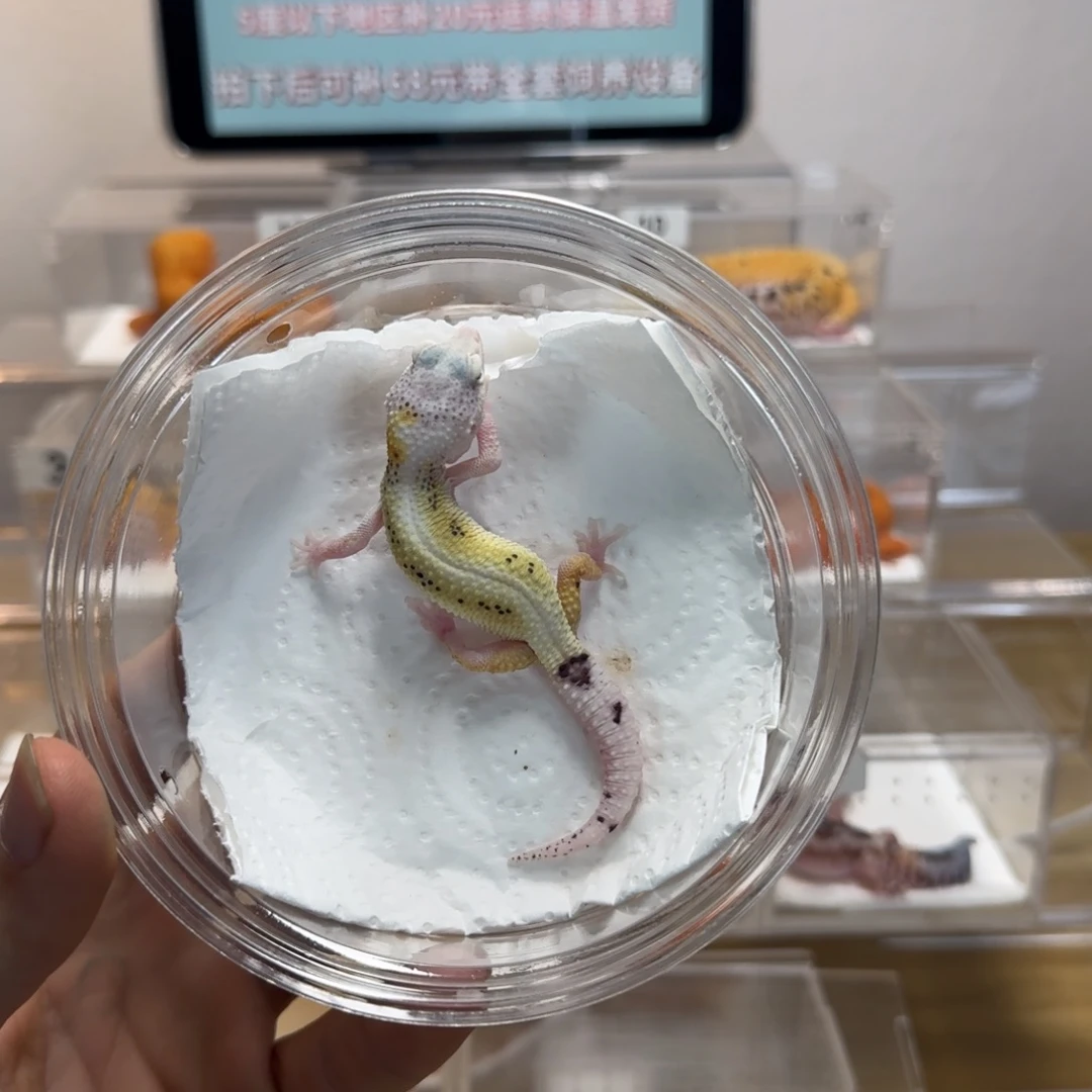 豹纹守宫雪花柠檬妹妹