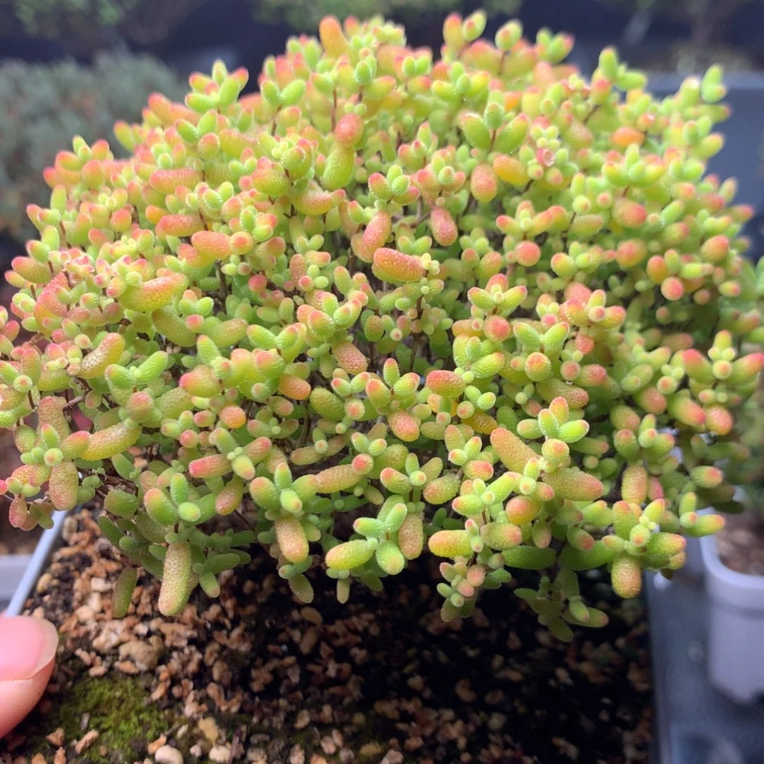 236蜜橘糖球。