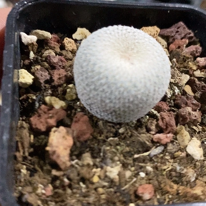 完美主义者勿拍伊朗芄