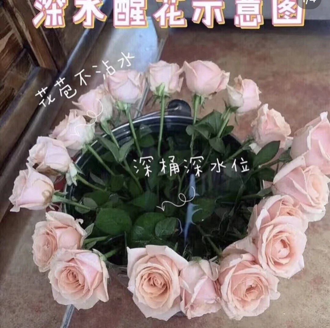 【不选色剑兰】8-10支       鲜花任意两单包邮