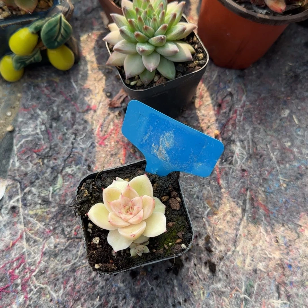 多肉植物虾饺S P紧