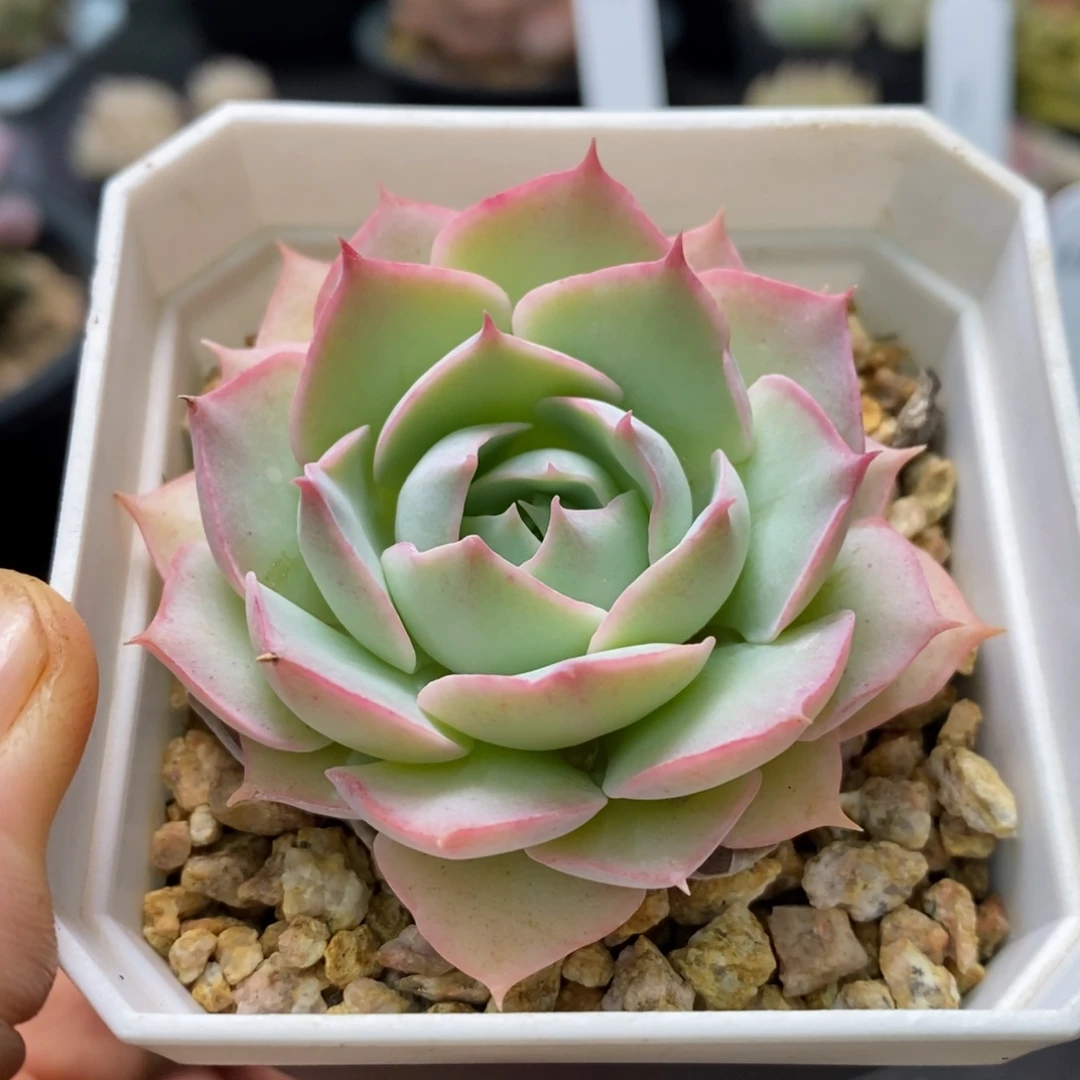 精品多肉一物一拍不包整133