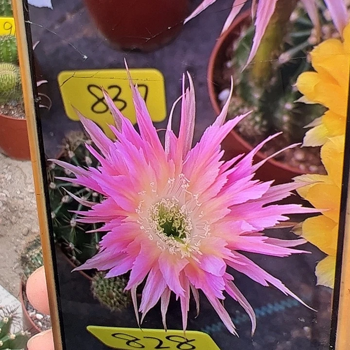 自根彩草量拍，偏远不包邮