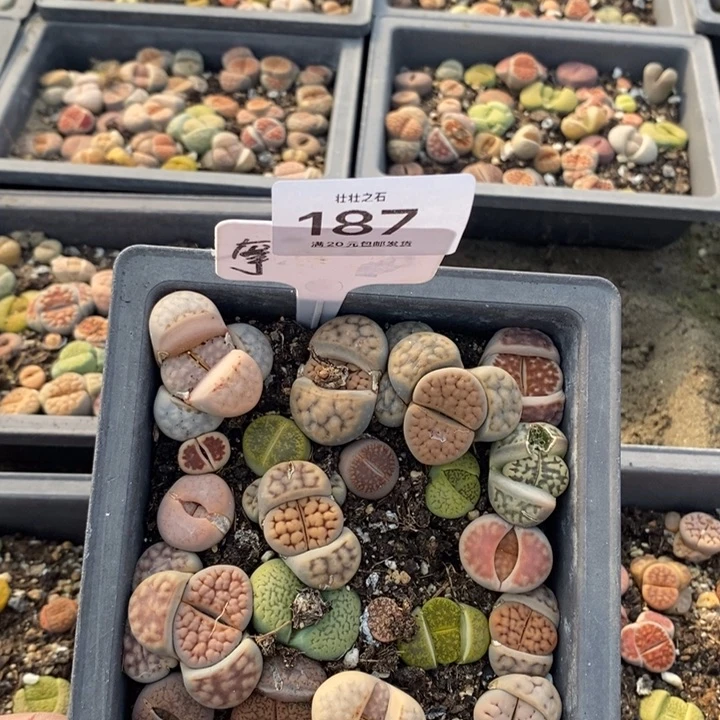 维****）187生石花小苗