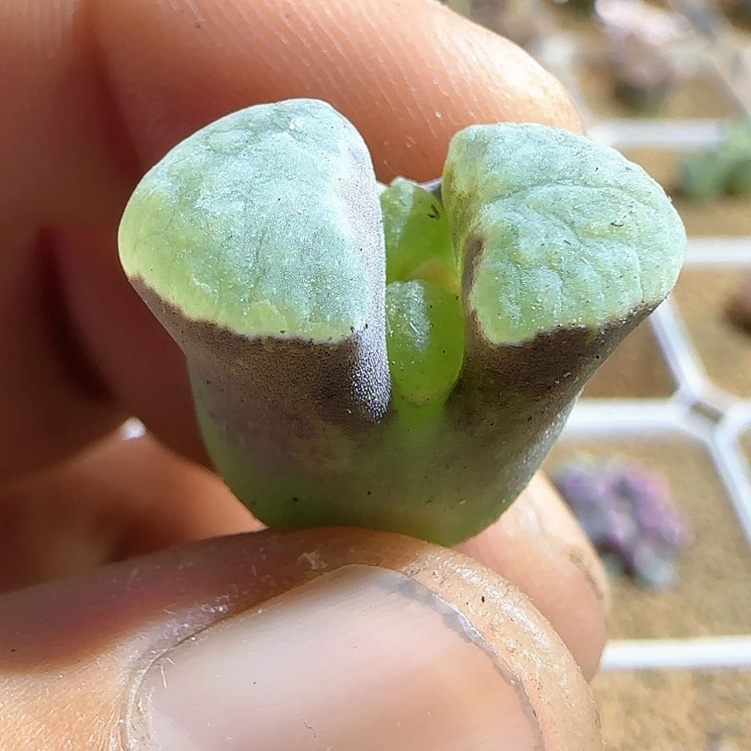 哈哈哈哈哈哈哈53691