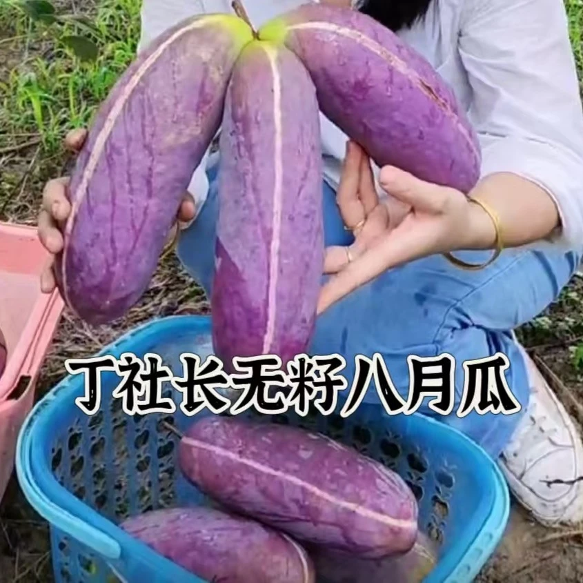 【真无籽推荐】中国八月瓜合作社无籽八月瓜丁社长真无籽真苗贵推广