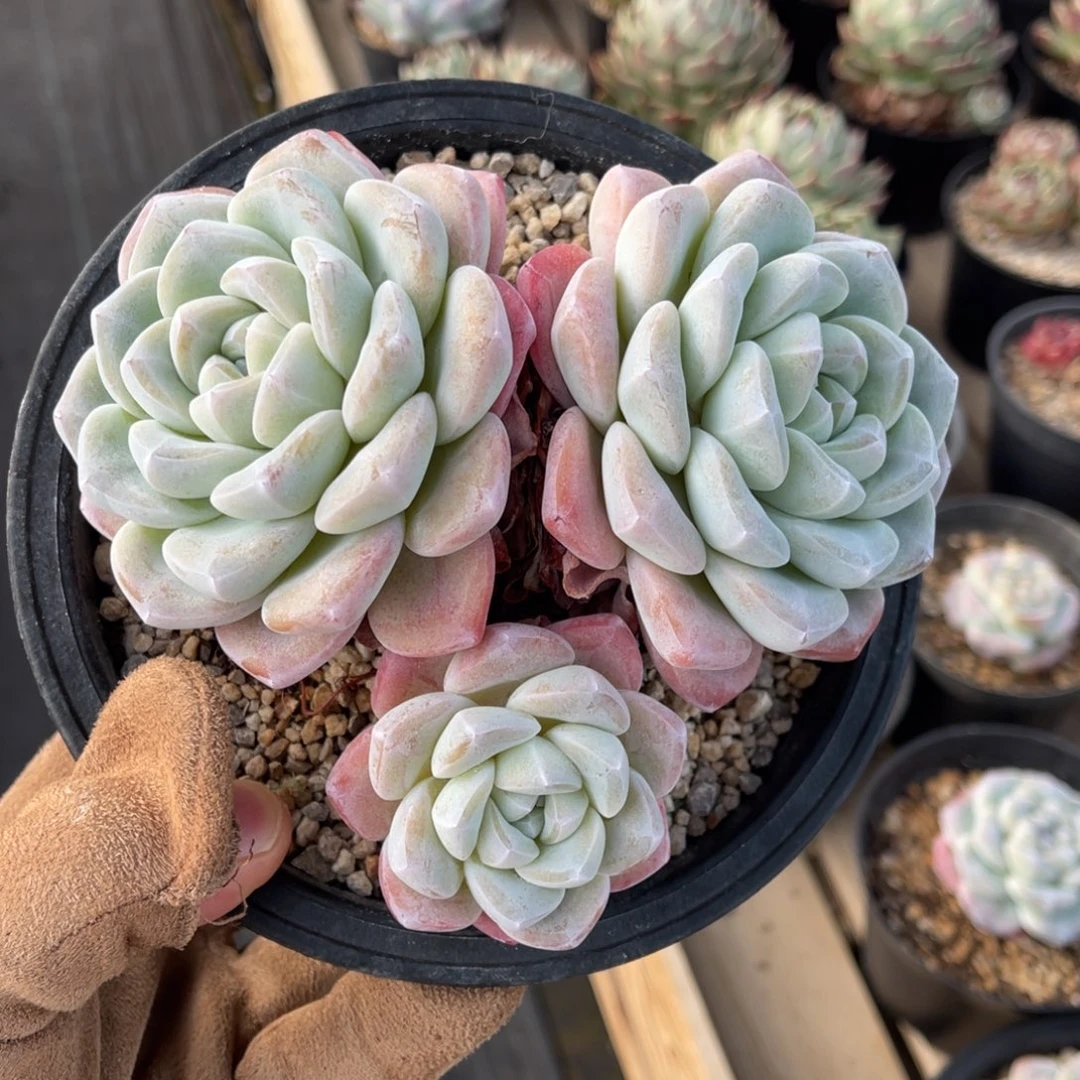 老桩冰玉满68包邮