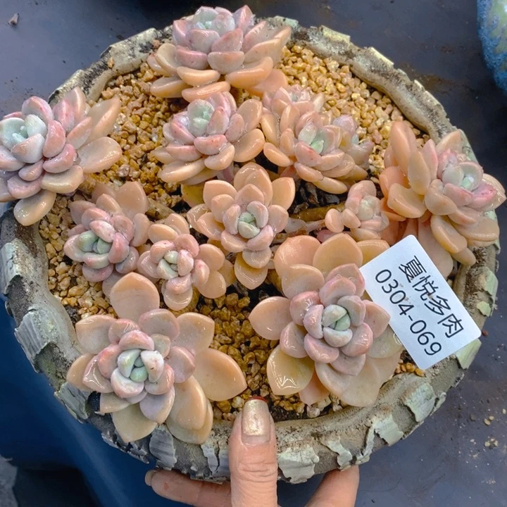 夏悦多肉0304-69白鹭