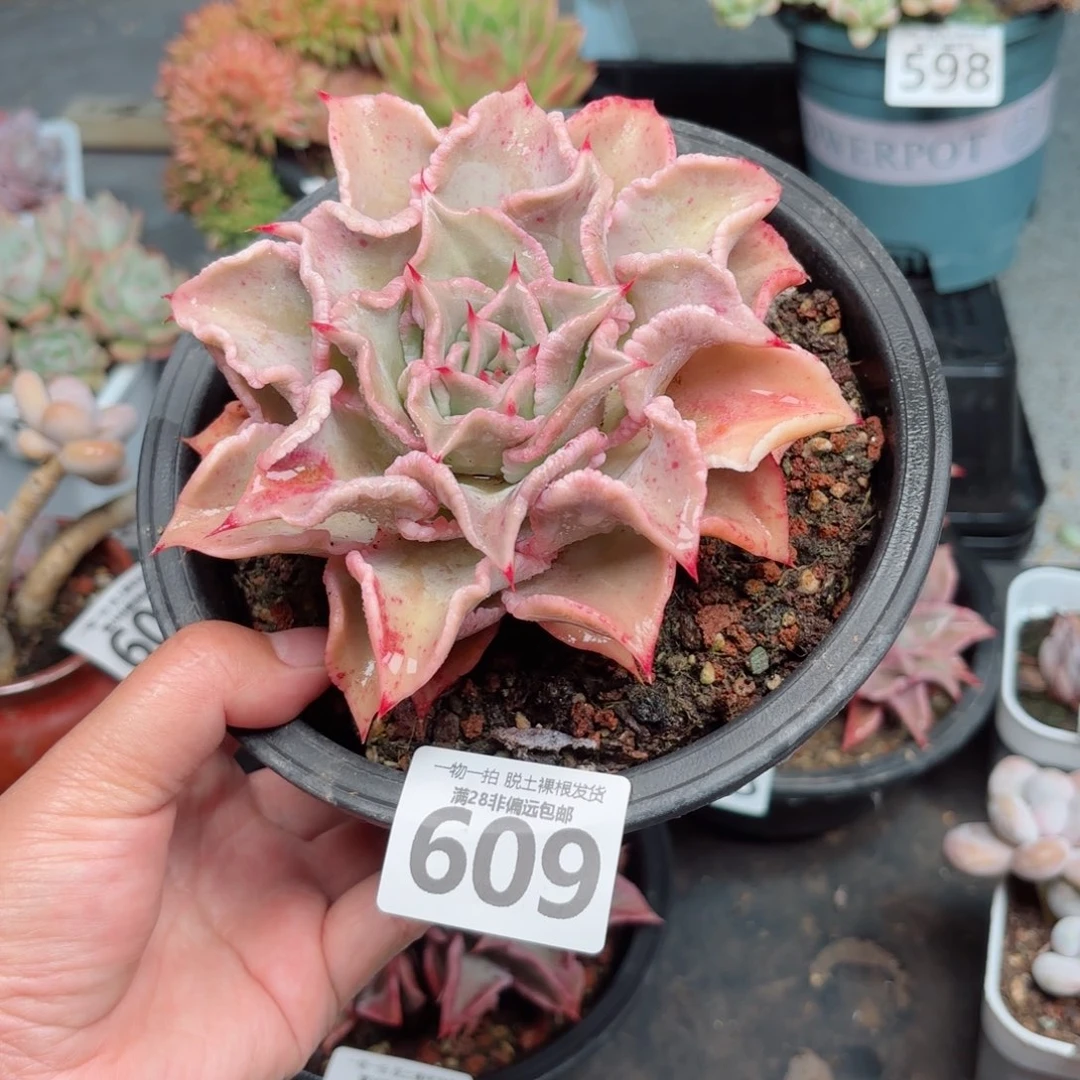 饺子皮无盆土发货