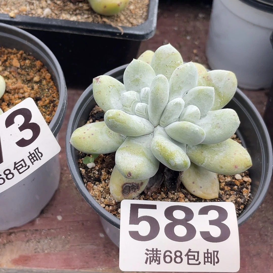 晨溪园艺仙女杯呀