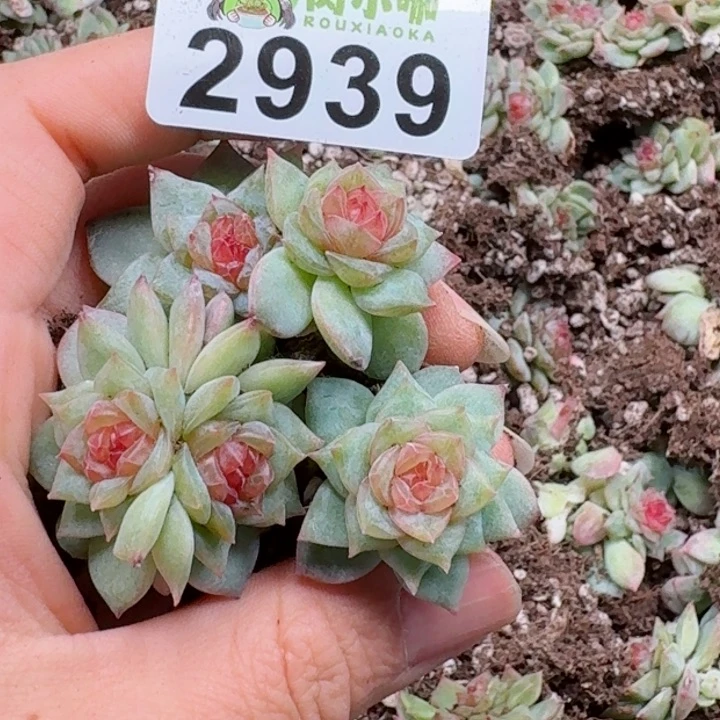 多肉植物多肉植物