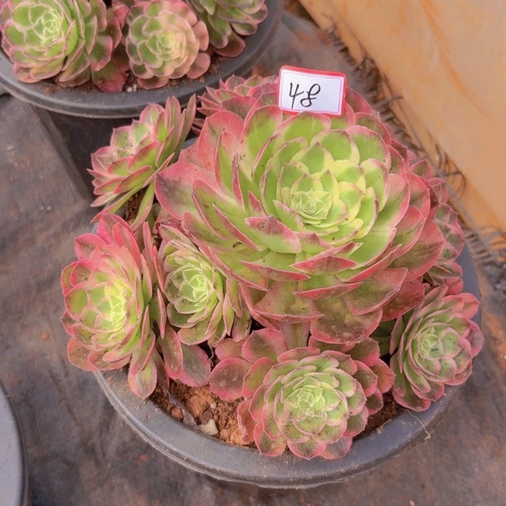 无花朵048粉体海王带根法师