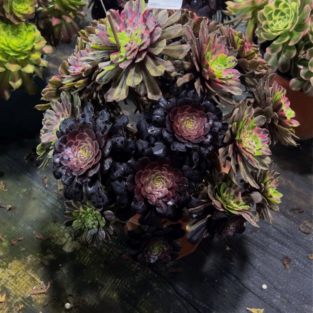 花****肉342粉黛法师，多肉