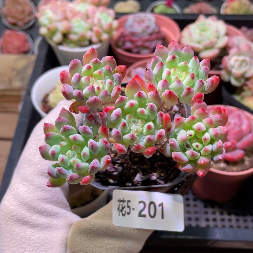 花利美5-201蓝苹果