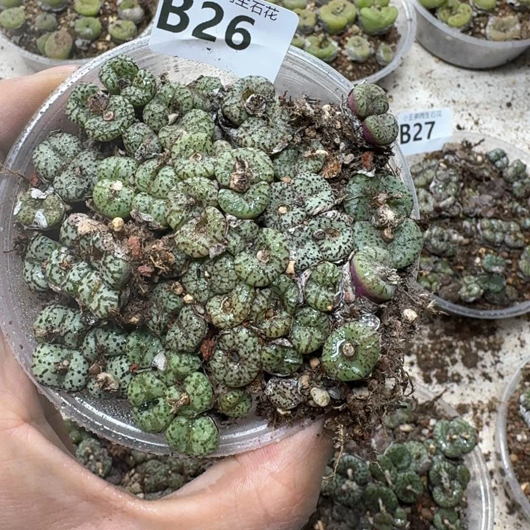 B26 彩色安贞一盒