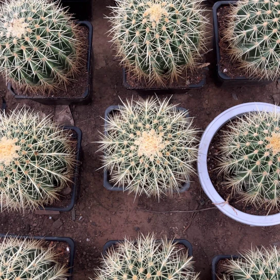 金虎随机一颗。