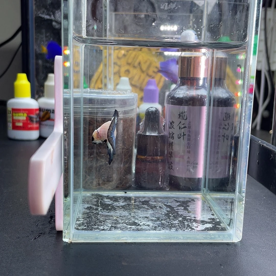斗鱼54号青花将军公