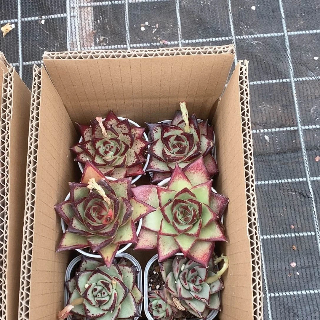 乌木满盆 大大满盆 9.9包邮6024