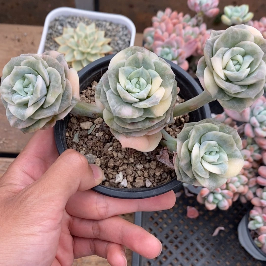 可爱玫瑰多肉植物8517