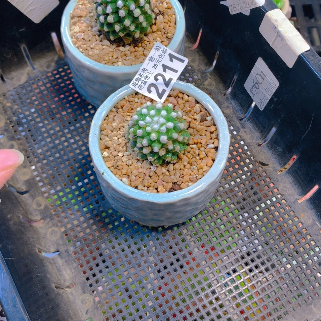5厘米盆精控多肉2211