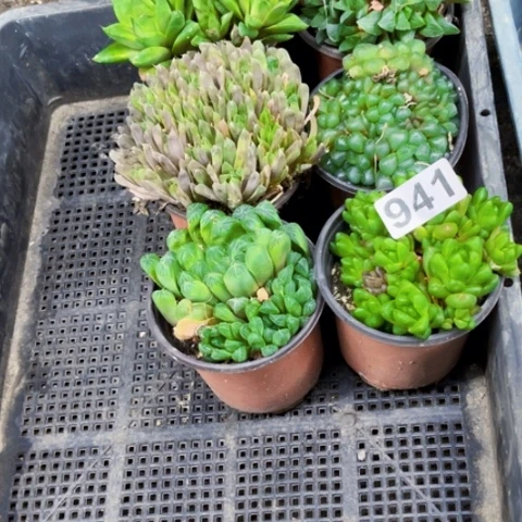 941雨露6盆一物一图如图