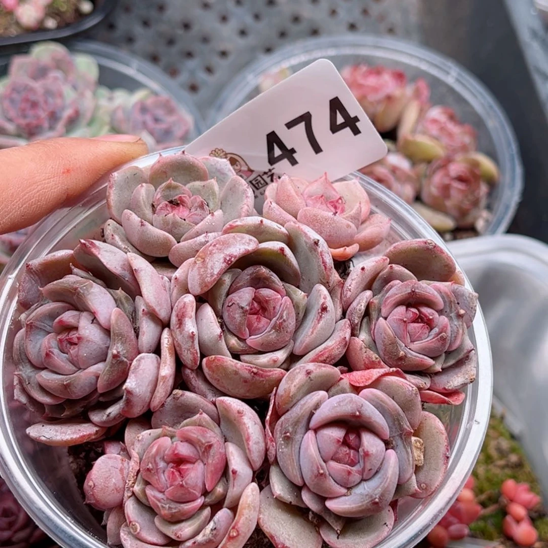 多肉植物多肉植物