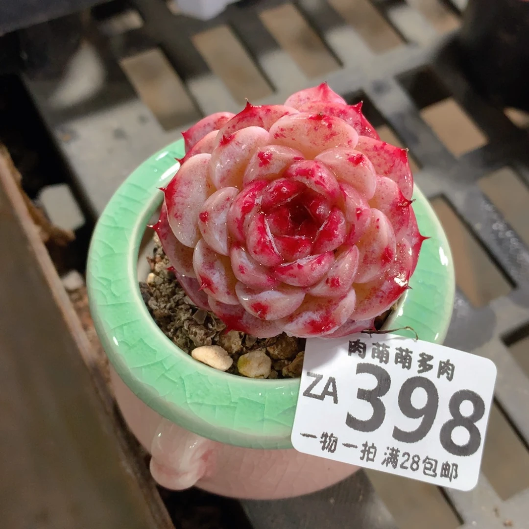 肉萌萌拇指盆精控多肉ZA398