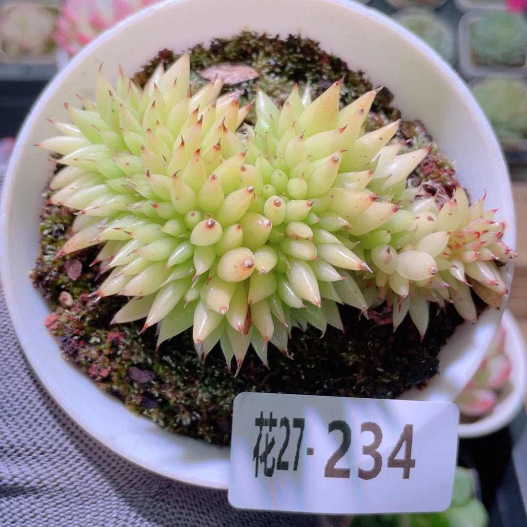 花利美27-234黄金玛利亚缀化